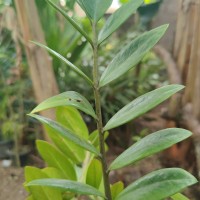 Zamioculcas zamiifolia (G.Lodd.) Engl.